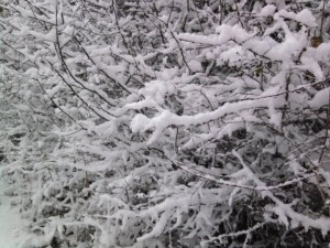 SnowyTrees